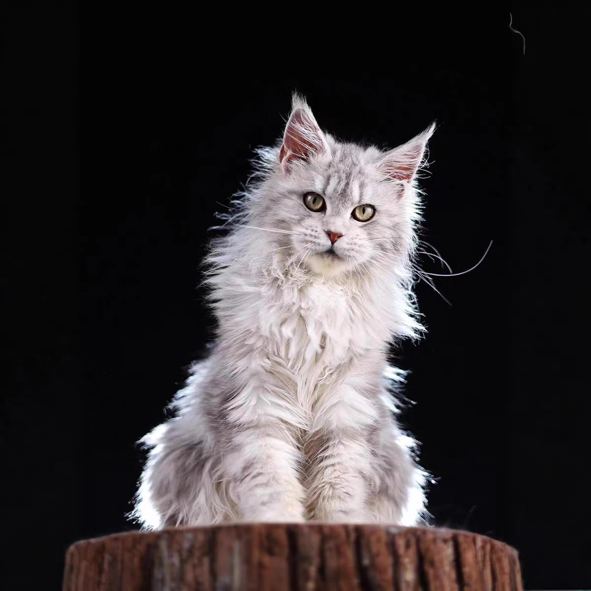 猫舍直销批发价格出售缅因库恩猫